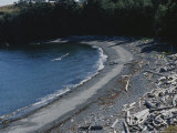 A Gull Soars over a Driftwood-Covered Shoreline Photographic Print