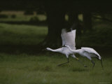 Whooping Cranes in Saint Cloud, Where They are Being Reintroduced Photographic Print by Randy Olson
