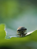 Close View of Cicada on a Leaf in Rock Creek Park Photographic Print