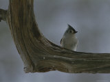A Tufted Titmouse Photographic Print