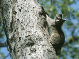 A Raccoon on a Tree Trunk in Rock Creek Park Photographie