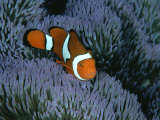 A Clown Anemonefish of the Western Pacific on Sea Anemone Tentacles Stampa fotografica di Wolcott Henry