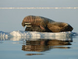 A mother walrus gives her infant a flipper hug and a tusk rub Lámina fotográfica