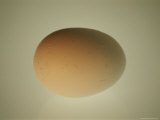 A Close View of a Softly-Lit Egg Photographic Print by Stephen St. John