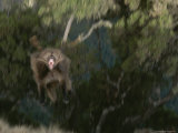 A Male Gelada Bares His Teeth, Leaps, and Charges Towards the Camera Photographic Print