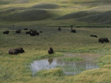 Bison Herd in Hayden Valley, Yellowstone National Park Photographic Print by Norbert Rosing
