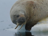 An Atlantic walrus rests on an ice floe Lámina fotográfica An Atlantic walrus rests on an ice floe Lámina fotográfica