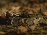 A Timber Rattler in Defensive Pose Shakes its Tail in Warning Photographic Print