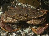 A Close View of a Red Rock Crab, Cancer Irroratus Photographic Print