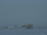 A polar bear looks for a young and defenseless walrus to attack Lámina fotográfica
