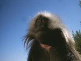 Portrait of a Gelada Photographic Print