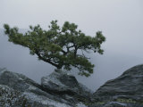 A Pine Tree Clings to a Rocky Ridge Overlooking the Shenandoah Valley Photographic Print