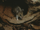 A Mouse Steps out of its Woodland Home in a Hollow Log Photographic Print
