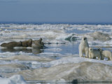 A female polar bear and her cubs approach a group of walruses Lámina fotográfica A female polar bear and her cubs approach a group of walruses Lámina fotográfica