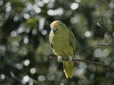A Mostly Green Parakeet Perched on a Branch Photographie