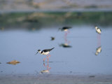 Black-Necked Stilts Walk Through a Mud Flat Looking for Food Photographie