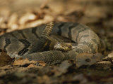 A Timber Rattler in Defensive Pose Shakes its Tail in Warning Photographic Print