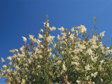 A Bush Bearing White Flower Spikes Reaches Skyward Photographic Print by Raymond Gehman