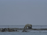 A polar bear drags off a walrus calf by the head Lámina fotográfica