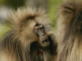 A Male Gelada Flashes His Pink Eyebrows Menacingly at a Bachelor Male Photographic Print