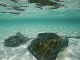 Two Southern Stingrays Swim in Pristine Waters Photographic Print by Wolcott Henry