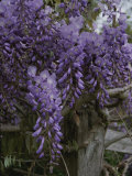 Wisteria Blossoms Drape an Old Fence Post Photographic Print