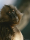 Sleepy Female Gelada with Her Eyes Closed, Revealing the Pink Lids Photographic Print by Michael Nichols