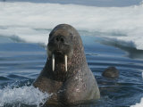 An adult Atlantic walrus surfaces with a juvenile close behind her Lámina fotográfica An adult Atlantic walrus surfaces with a juvenile close behind her Lámina fotográfica
