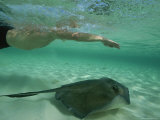 A Swimmer with a Southern Stingray Photographic Print by Wolcott Henry