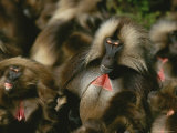 A Male Gelada with a Group of Females, His Harem Photographic Print