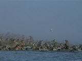 Walruses often gather together for safety in numbers Lámina fotográfica Walruses often gather together for safety in numbers Lámina fotográfica