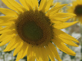 Closeup of Sunflower Photographie