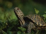 An Ornate Box Turtle Surveys the Surrounding Landscape Photographic Print by Joel Sartore