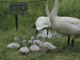 Swans and Their Babies Rest at the Waters Edge by a No Fishing Sign Photographic Print