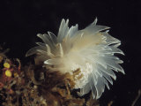 An aeolid-type nudibranch moves across the ocean floor Stampa fotografica An aeolid-type nudibranch moves across the ocean floor Stampa fotografica