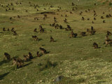 A Large Group of Geladas Forages for Grass in a Large Mountain Meadow Photographic Print