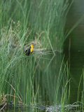 Yellow headed blackbird on grasses Lámina fotográfica Yellow headed blackbird on grasses Lámina fotográfica