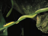 Paradise Tree Snake, One of Borneos Many Species of Gliding Animals Photographic Print