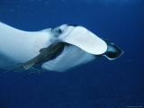 A Remora Clings Near the Gills of a Manta Ray, Manta Birostris Photographic Print by Brian J. Skerry