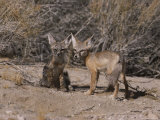 Kit Fox Cubs Emerge from Their Underground Den Photographic Print