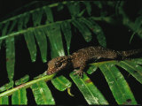 A Gecko Perches on a Fern-Like Frond Photographic Print