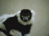 Close View of a Black and White Ruffed Lemur Photographic Print