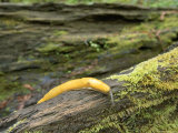 A Banana Slug Crawls Across a Moss-Covered Log in a Redwood Forest Photographic Print