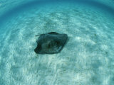A Southern Stingray, Dasyatis Americana, Lies on a Sandy Sea Floor Photographic Print by Brian J. Skerry