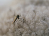 Close View of a Mosquito Photographic Print by Michael Melford