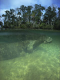 Florida Manatee, Crystal River, Florida Photographic Print