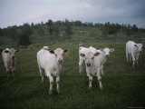 Curious cattle in a field Stampa fotografica Curious cattle in a field Stampa fotografica