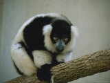 Close View of a Black and White Ruffed Lemur Perched on a Branch Photographic Print
