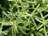 A Detail of Miniature Lupines with Frozen Leaves and Water Droplets Photographic Print