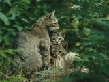 Wildcat with Young, Bayerischer Wald National Park, Germany Impressão fotográfica Wildcat with Young, Bayerischer Wald National Park, Germany Impressão fotográfica